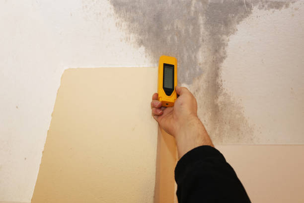 Best Basement Mold Removal  in West Falmouth, MA