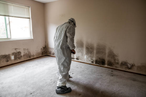 Best Dehumidification Services  in West Falmouth, MA