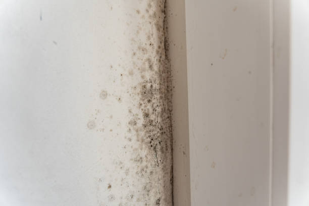 Best Post-Remediation Verification Testing  in West Falmouth, MA