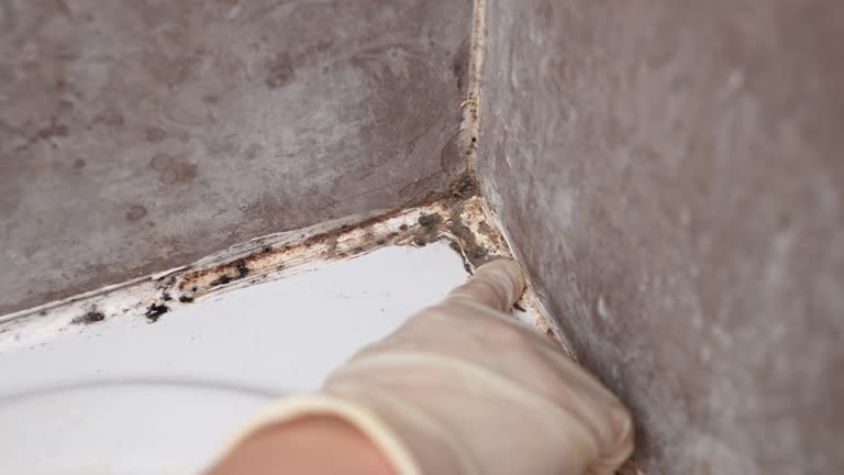 West Falmouth, MA Mold Removal Company