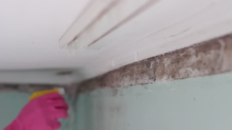 Best Black Mold Removal  in West Falmouth, MA